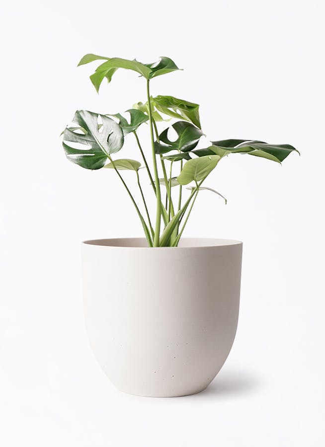 モンステラ 6号 | 観葉植物 | インテリアやギフトに - Hitohana（ひと