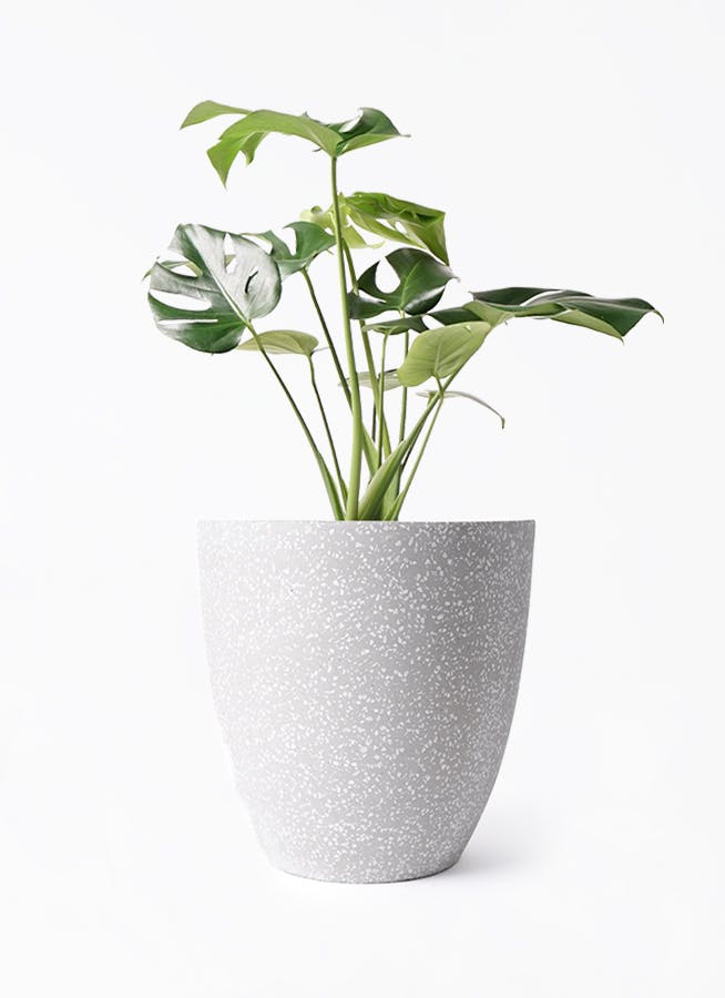 モンステラ 6号 | 観葉植物 | インテリアやギフトに - Hitohana（ひと