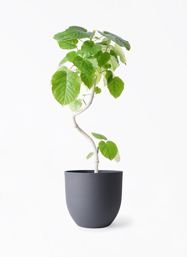 観葉植物 フィカス ウンベラータ 6号 曲り インティ グレー 付き