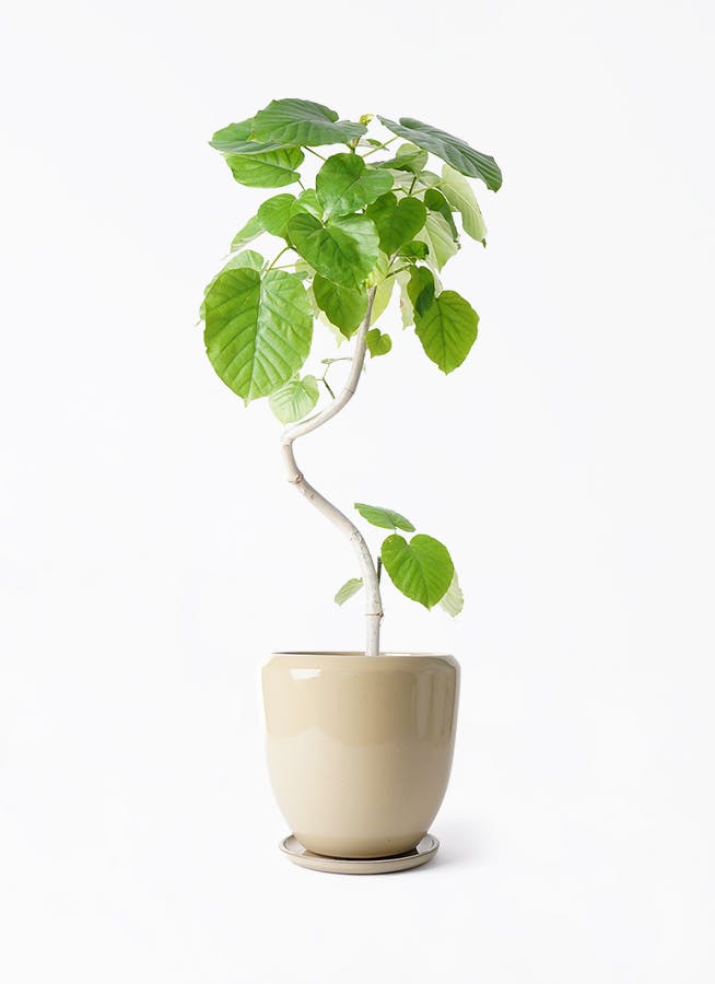 観葉植物 アロカシア 6号 オドラ（クワズイモ） ビトロ ドゥオ