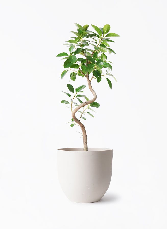 観葉植物 ユッカ 6号 ロストラータ インティ ホワイト 付き | 観葉植物