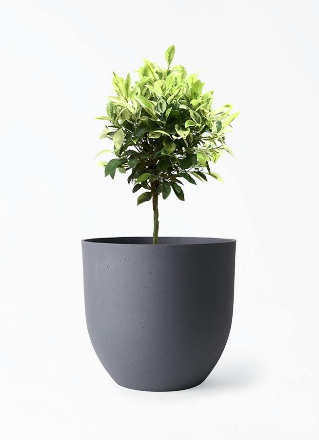 フィカス ベンジャミン ゴールデンスポット 観葉植物 フィカス ベンジャミン ゴールデンスポット | 観葉植物 | 送料無料でお