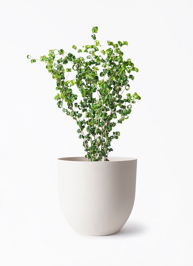 観葉植物 フィカス アムステルダムキング 6号 曲り インティ ホワイト