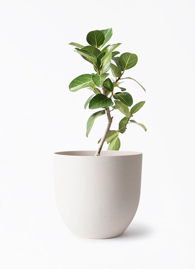 極幹太　フィカス　ベンガレンシス　ストレート仕立て　プラ鉢　植え込み発送 極幹太 フィカス ベンガレンシス ストレート仕立て プラ鉢