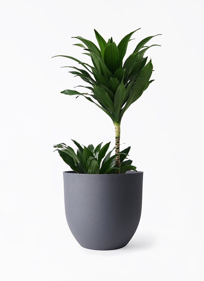 ドラセナ コンパクター | 観葉植物通販HitoHana(ひとはな)