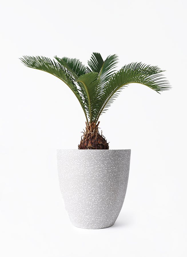 ソテツ 6号 | 観葉植物 | インテリアやギフトに - Hitohana（ひとはな）