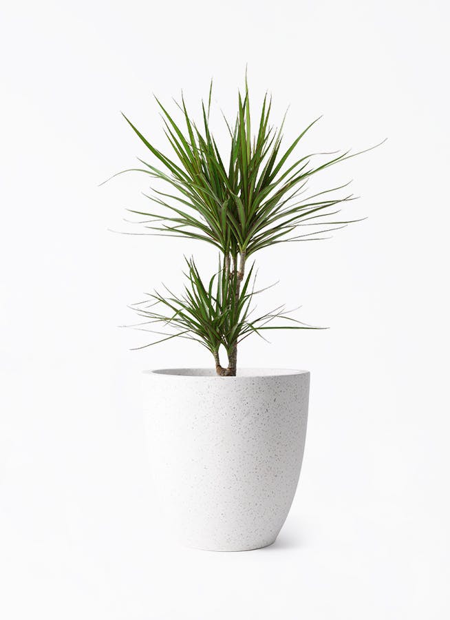 観葉植物 ドラセナ コンシンナ コンシンネ 曲がり ９号鉢 現品］7番 ドラセナ コンシンネ 曲がり 8号 観葉植物 大型 室内