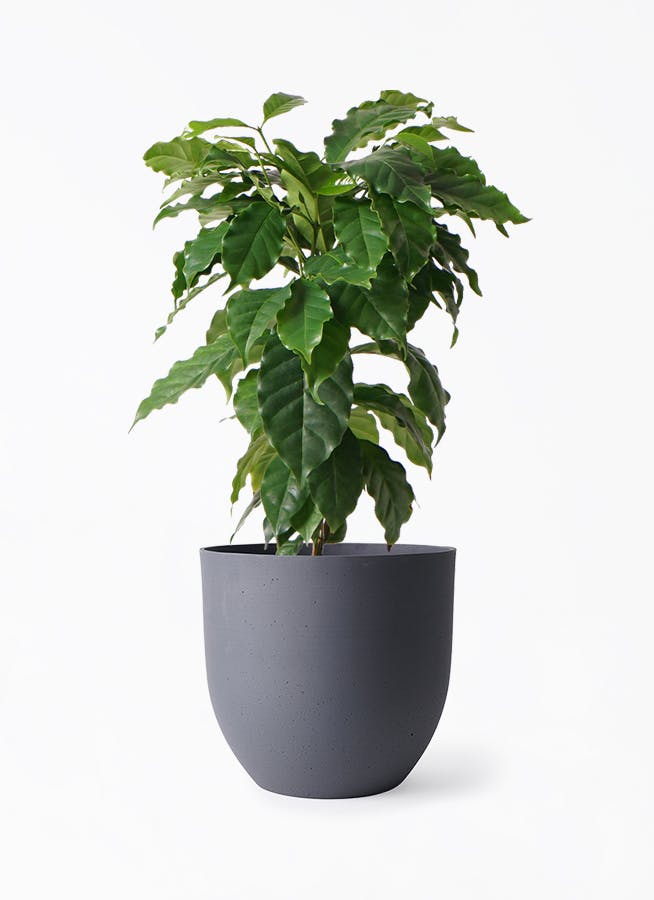 コーヒーの木 6号 | 観葉植物 | 送料無料でお届け - Hitohana（ひとはな）