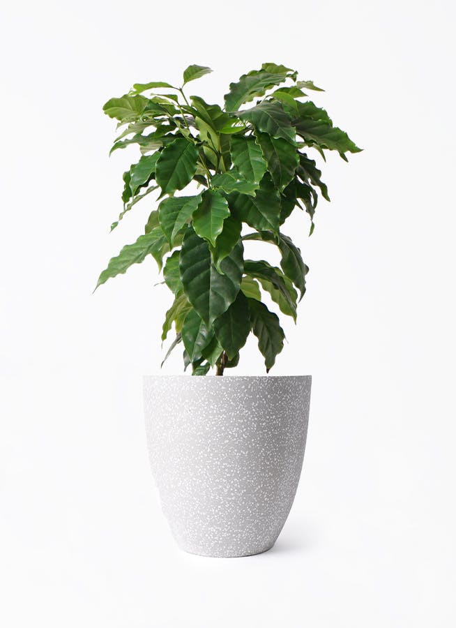 コーヒーの木 6号 | 観葉植物 | 送料無料でお届け - Hitohana（ひとはな）