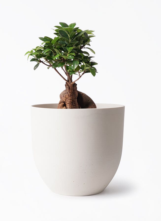 【開運】ガジュマル　6号 観葉植物】ガジュマル 6号 630 その他インテリア雑貨 花 千の草