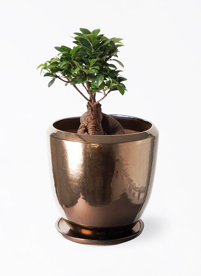 盆栽黄金ガジュマル