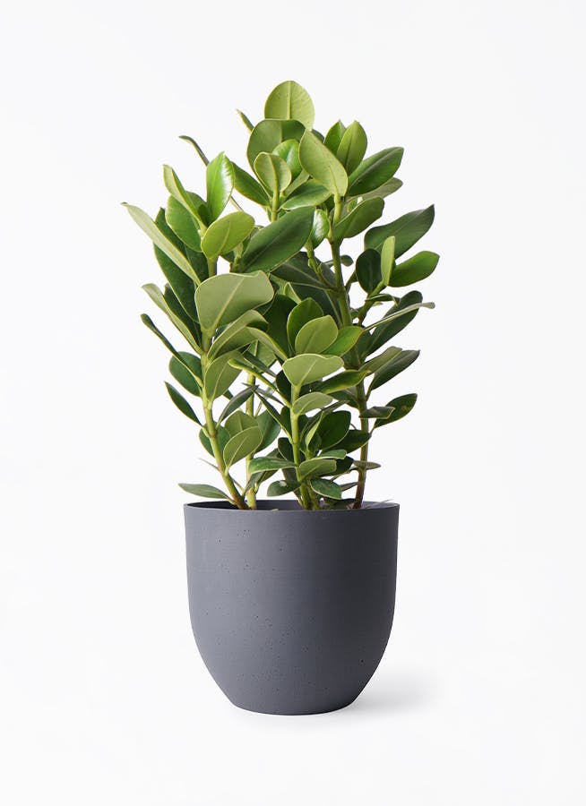 クルシア ロゼア プリンセス 6号 | 観葉植物 | インテリアやギフトに
