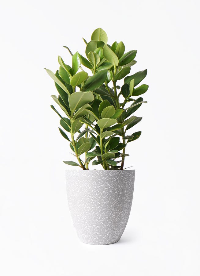 クルシア ロゼア プリンセス 6号 | 観葉植物 | インテリアやギフトに