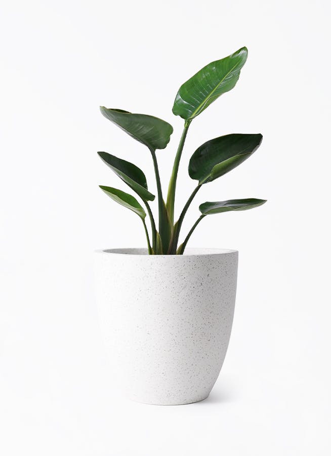 オーガスタ | 観葉植物の通販ならHitoHana（ひとはな）