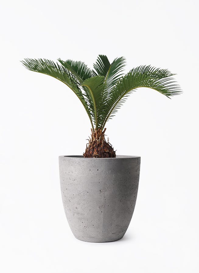 ✨一点もの✨ ゴツゴツ幹が魅力！ソテツ 観葉植物 レア株 インテリア映え 4c271cedd3a11ead988f7c7c9037c9