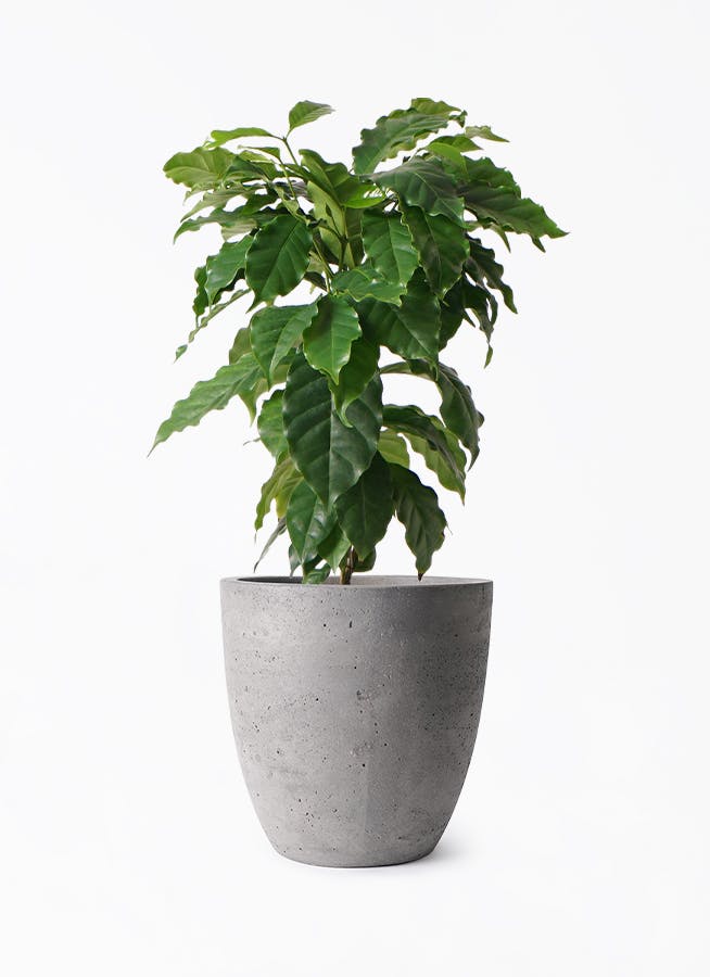 コーヒーの木 6号 | 観葉植物 | 送料無料でお届け - Hitohana（ひとはな）