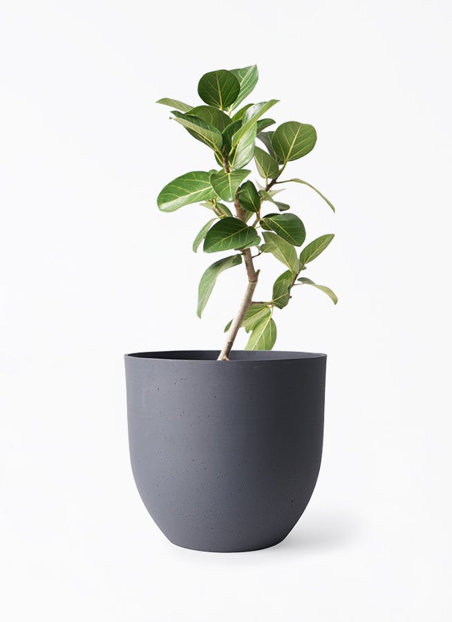 観葉植物　フィカス　ベンガレンシス　 プランター付き　140cm 一点物】フィカス・ベンガレンシス 8号 高さ約140cm 沖縄の観葉