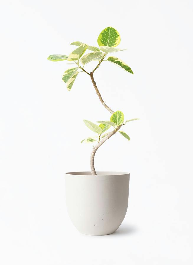美品★ フィカス　アルテシマ　6号鉢 観葉植物 フィカス アルテシーマ 6号 曲り インティ ホワイト 付き
