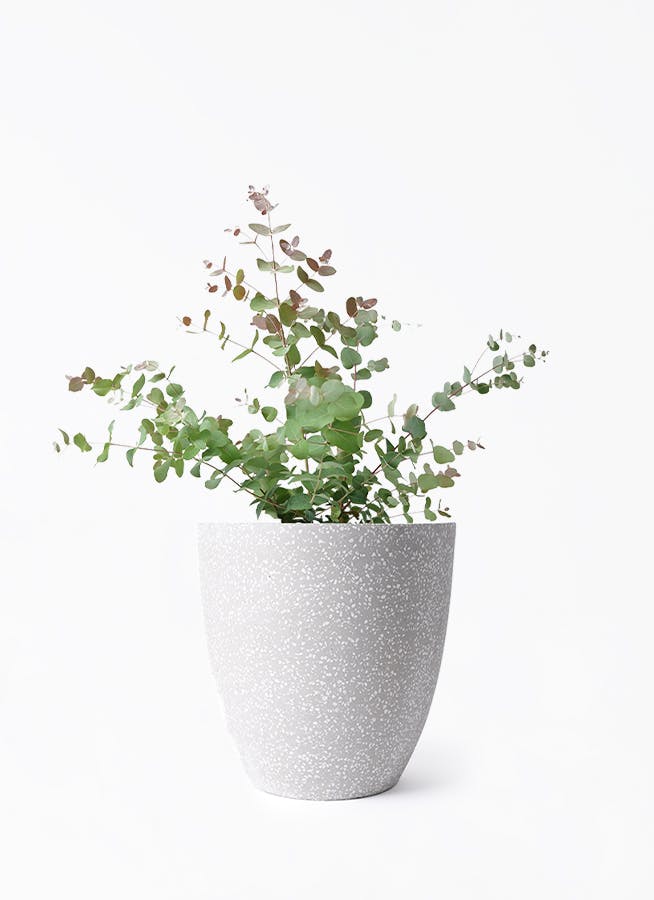 ユーカリ | 観葉植物の通販ならHitoHana（ひとはな）