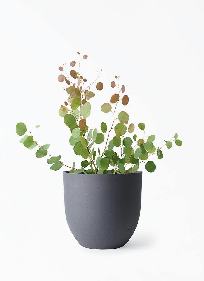 ユーカリ ポポラス（ポリアンセモス） | 観葉植物通販HitoHana