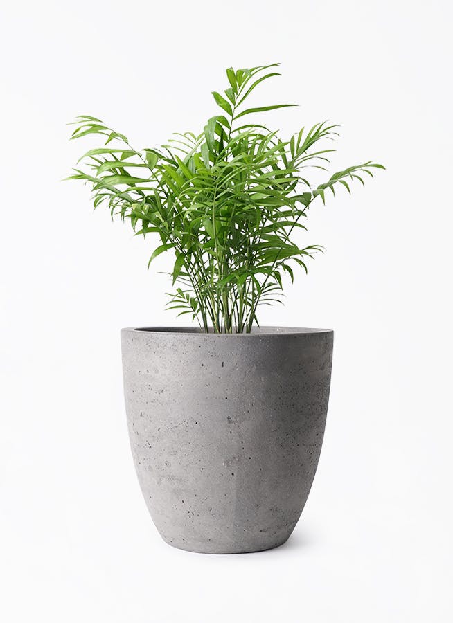 テーブルヤシ 6号 | 観葉植物の通販ならHitoHana（ひとはな）