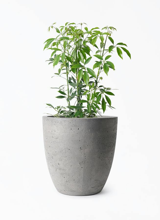 シェフレラ コンパクタ 6号 | 観葉植物通販 HitoHana（ひとはな）