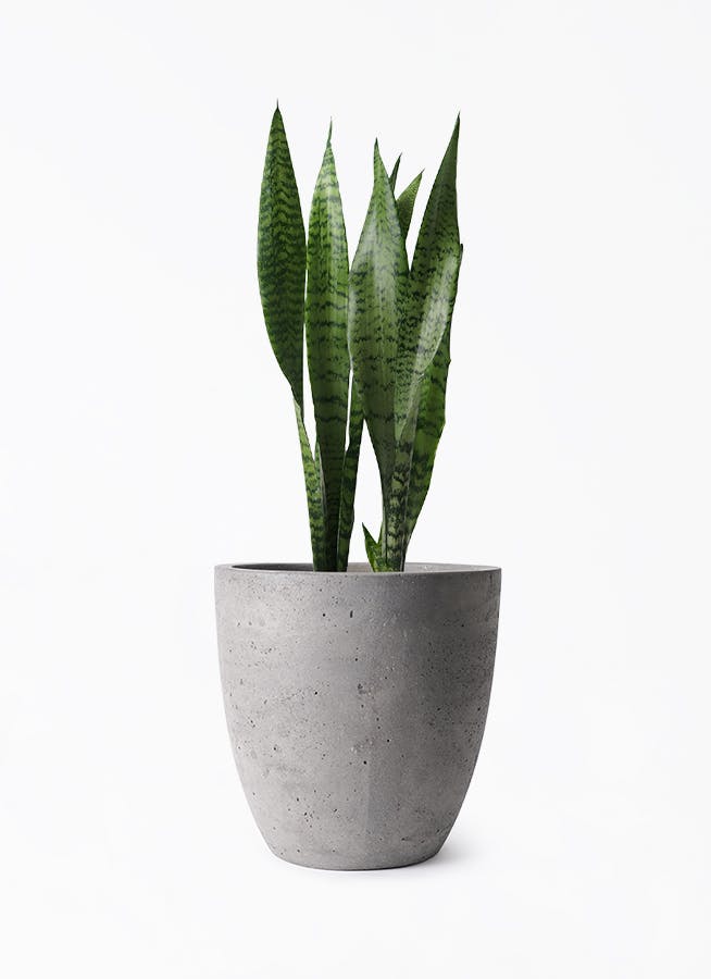 サンスベリア トリファッシアータ | 観葉植物 | インテリアやギフトに