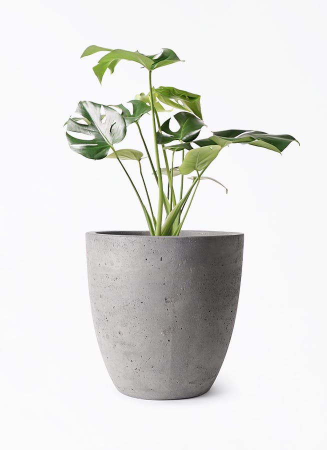 モンステラ　スケルトン　6号鉢つき　激レア❗　③ モンステラ 6号 | 観葉植物 | インテリアやギフトに - Hitohana（ひと