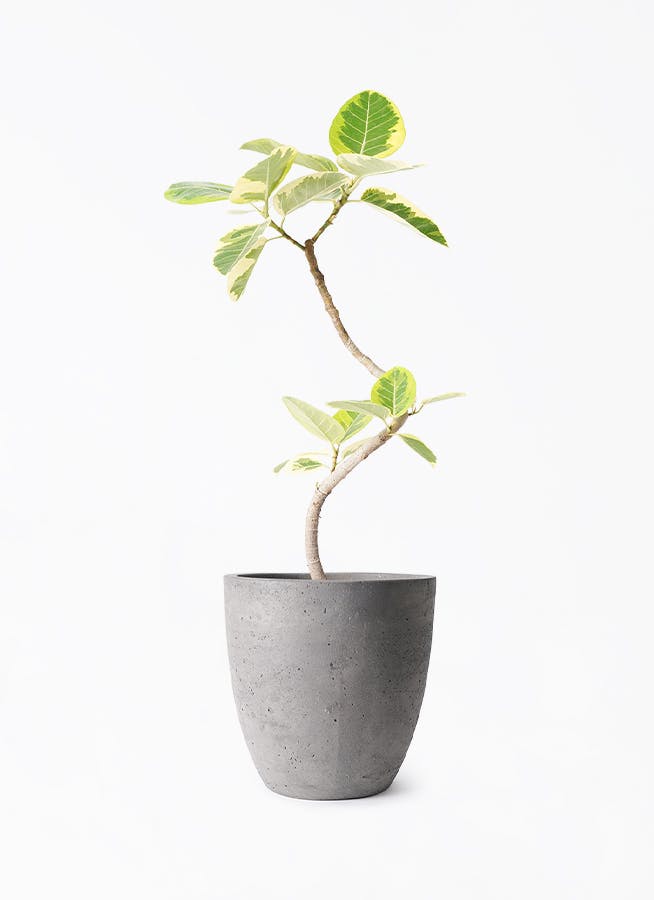 美品★ 6号鉢　フィカス　アルテシマ　高さ85センチくらい　① フィカス アルテシーマ 6号 | 観葉植物 | インテリアやギフトに