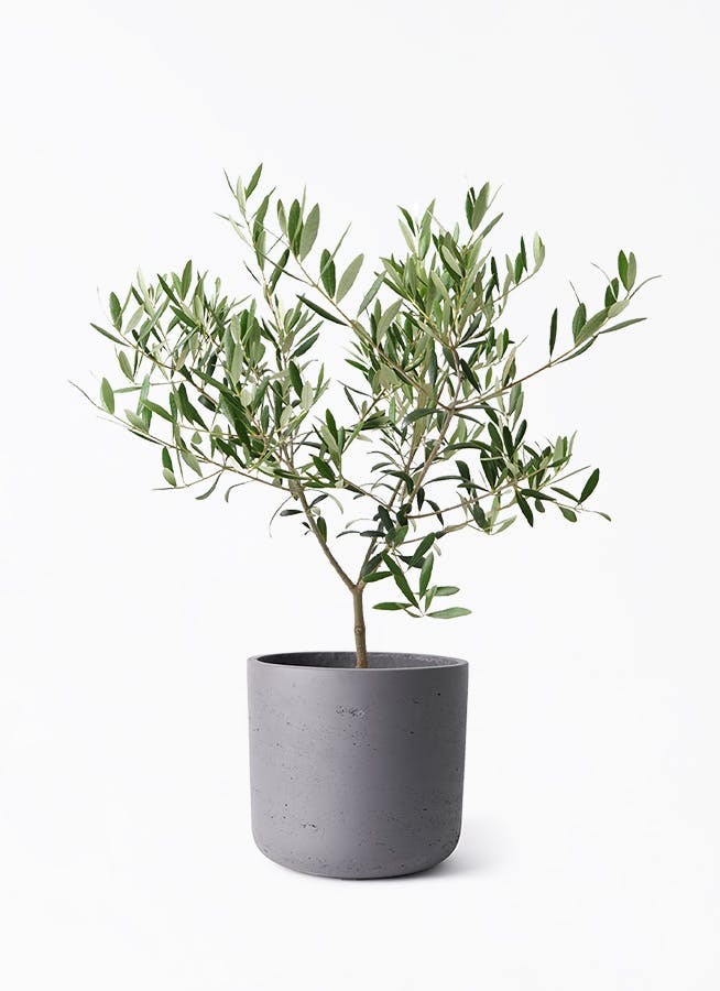 オリーブの木ページ 2セット オリーブの木ページ 2セット オリーブの木ページ 2セット オリーブ 木