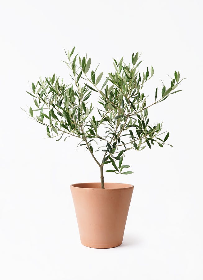 オリーブの木 5号 | 観葉植物の通販ならHitoHana（ひとはな）