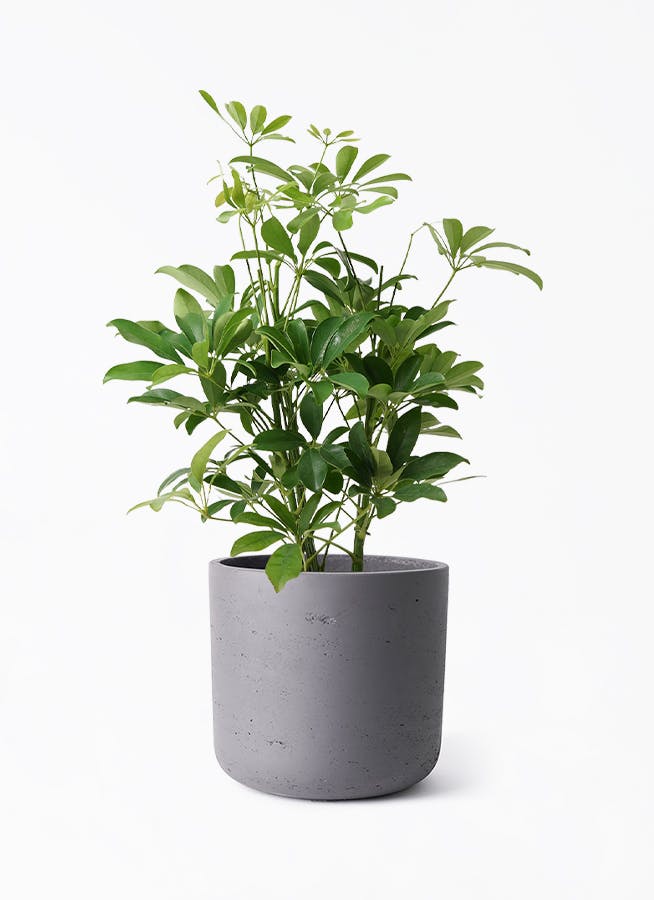 観葉植物 カポック（シェフレラ） 5号 ノーマル カッセル ユーポット