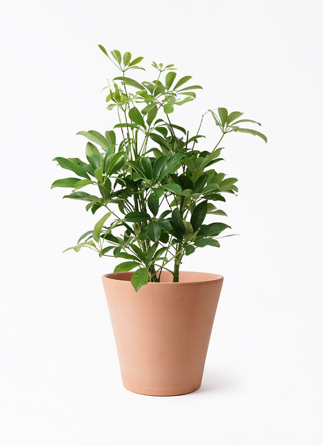 観葉植物 カポック（シェフレラ） 5号 ノーマル エトナ アリーナ 付き