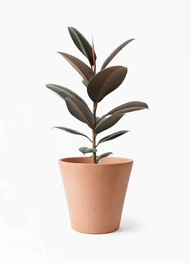 フィカス バーガンディ | 観葉植物の通販ならHitoHana（ひとはな）