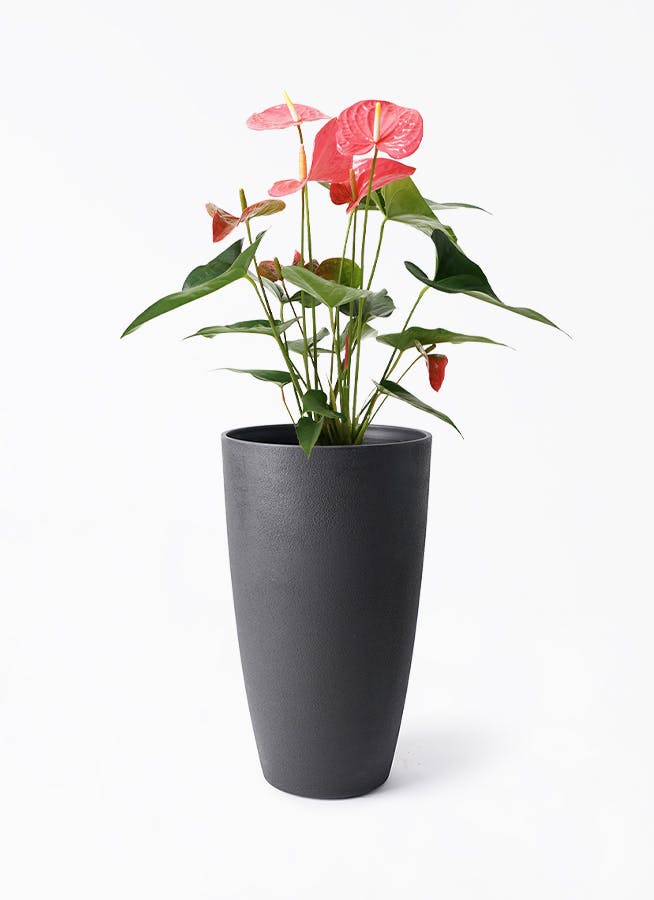 観葉植物 アンスリウム 5号 ピンク フォレスト トール ブラック 付き