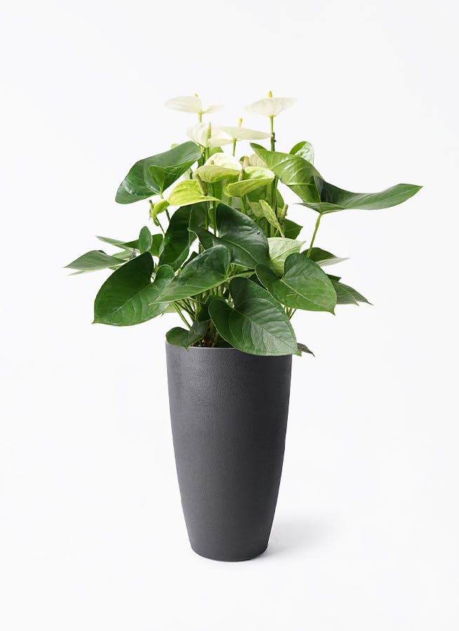 アンスリウム 5号 | 観葉植物 | 送料無料でお届け - Hitohana（ひとはな）