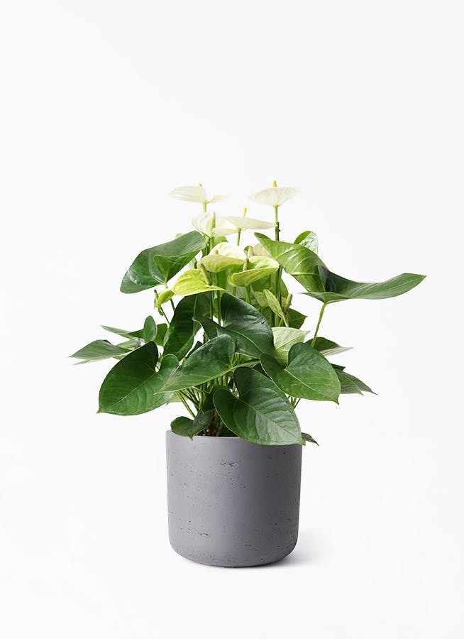 アンスリウム 5号 | 観葉植物 | 送料無料でお届け - Hitohana（ひとはな）
