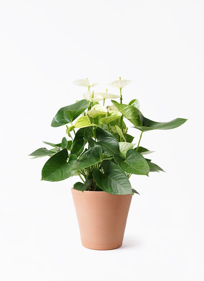 anthurium-1940_1.jpg?auto=