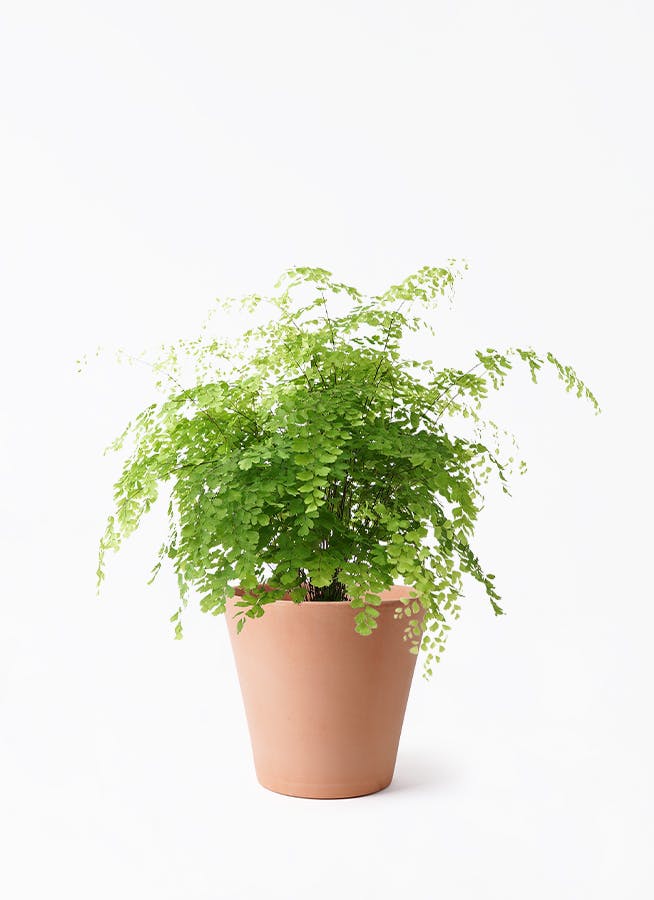 観葉植物 アジアンタム 5号 エトナ アリーナ 付き | 観葉植物なら