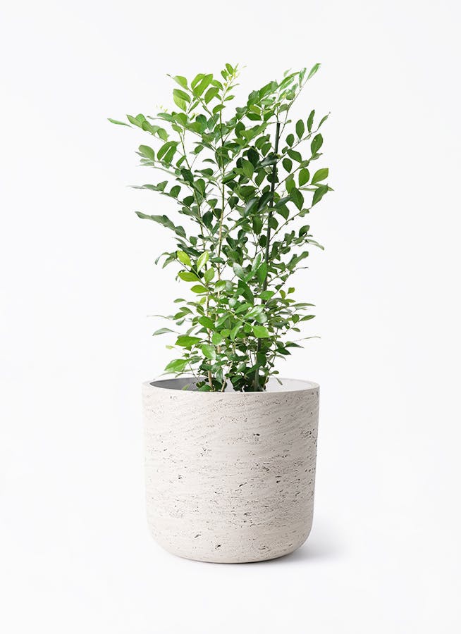 鉢カバー グレー 5号 | 観葉植物の鉢ならHitoHana