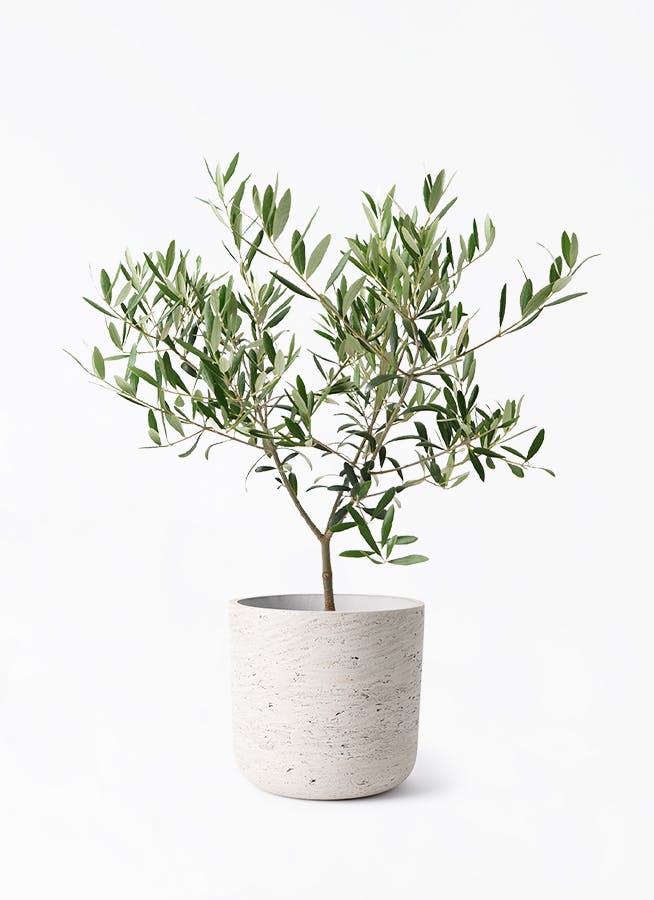 オリーブ　盆栽　５号陶器鉢つき　幹太❗ オリーブの木 5号 | 観葉植物の通販ならHitoHana（ひとはな）