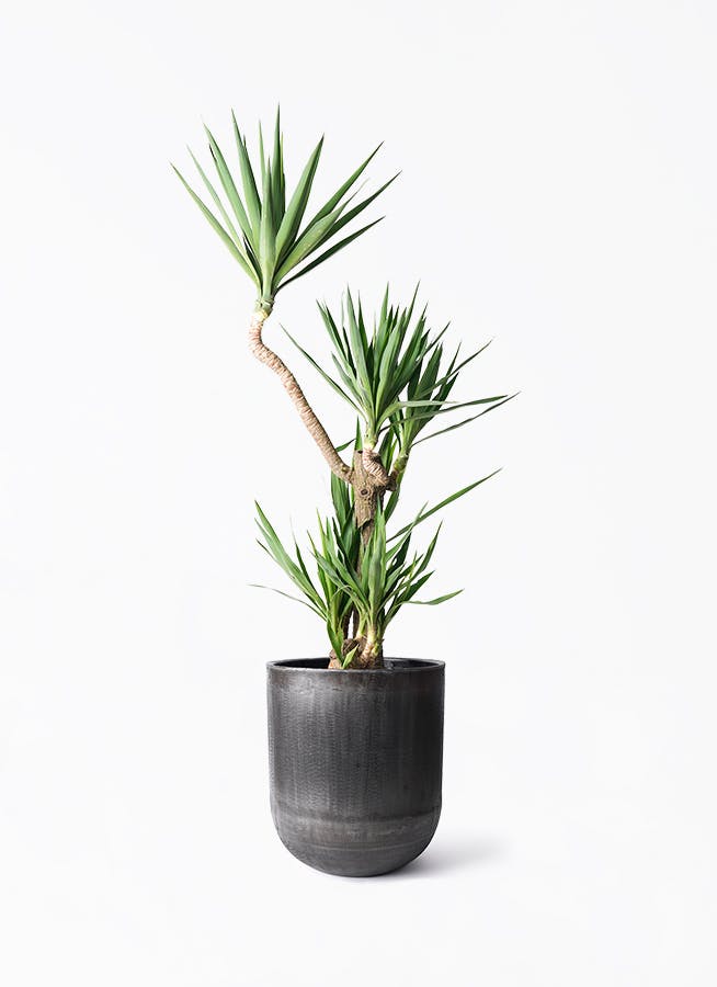 yucca-magari-187_1.jpg