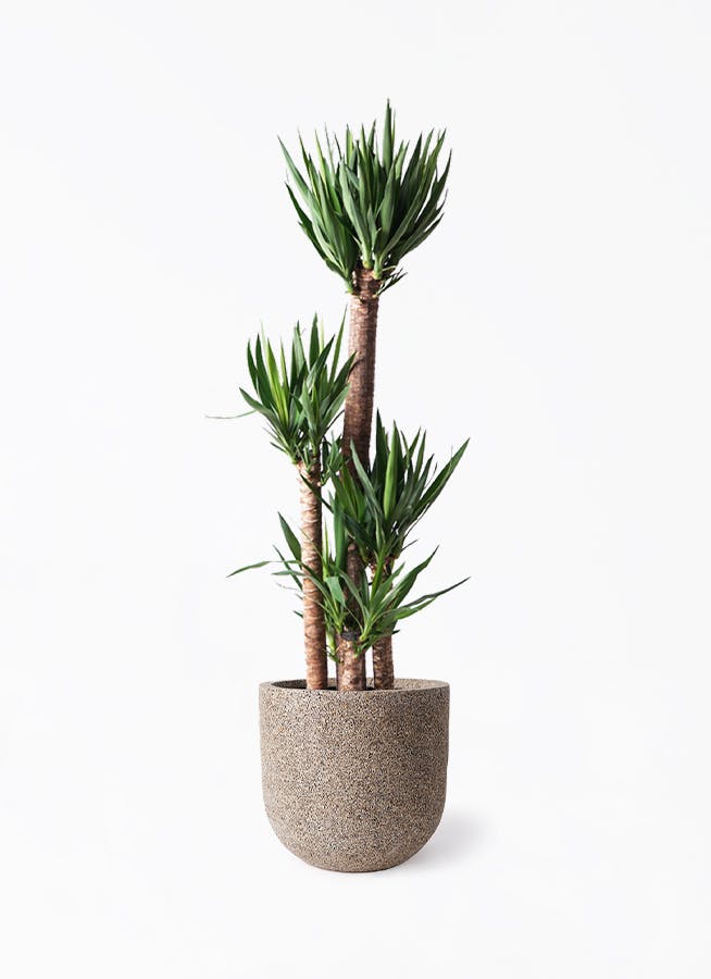 ユッカ（青年の木） | 観葉植物通販HitoHana（ひとはな）