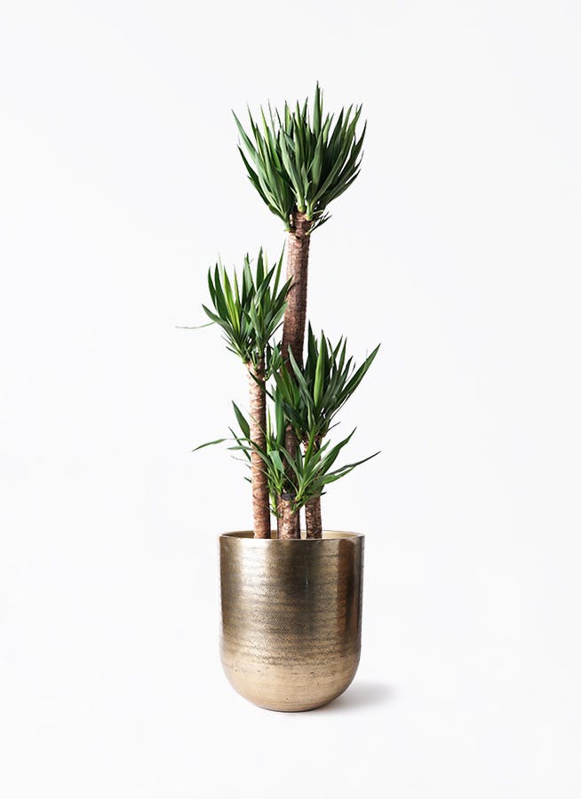 ユッカ 10号 | 観葉植物 | インテリアやギフトに - Hitohana（ひとはな）