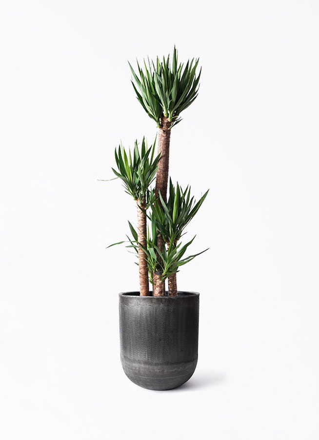 観葉植物 マングーカズラ 10号 木柱 アートストーン ラウンド