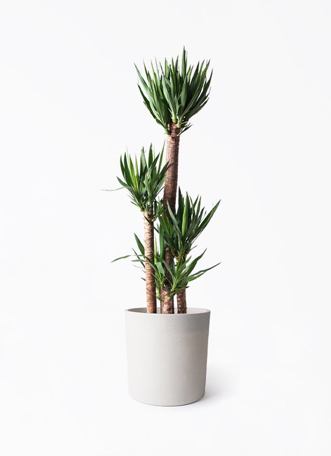 ユッカ（青年の木） | 観葉植物通販HitoHana（ひとはな）