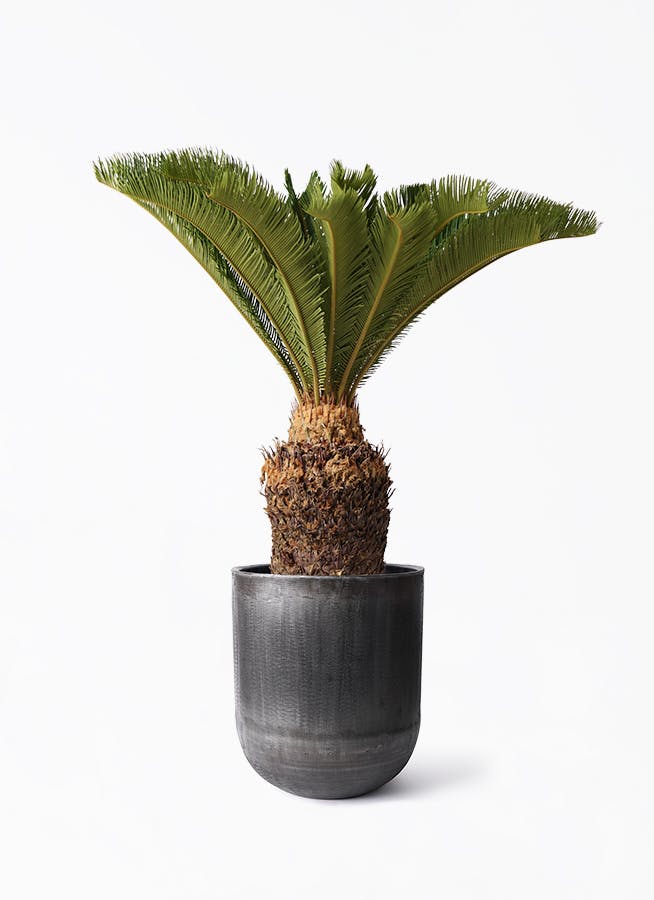 ソテツ 曲がり 2 税込