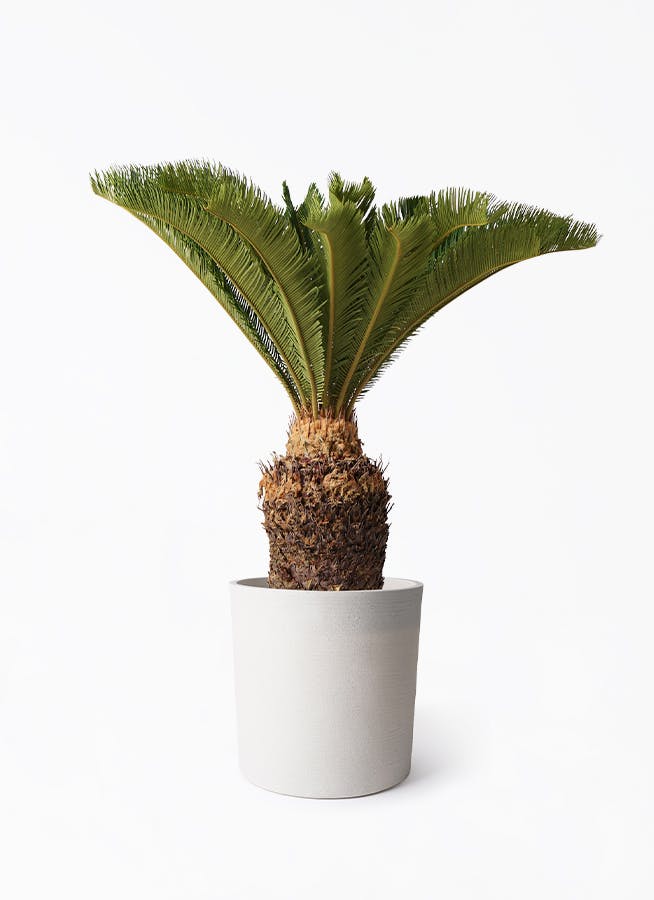 観葉植物 ドラセナ コンパクター 10号 ソンク シリンダー ホワイト