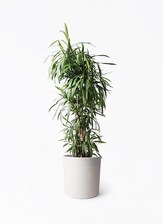 観葉植物 フィカス アムステルダムキング 10号 ノーマル ソンク