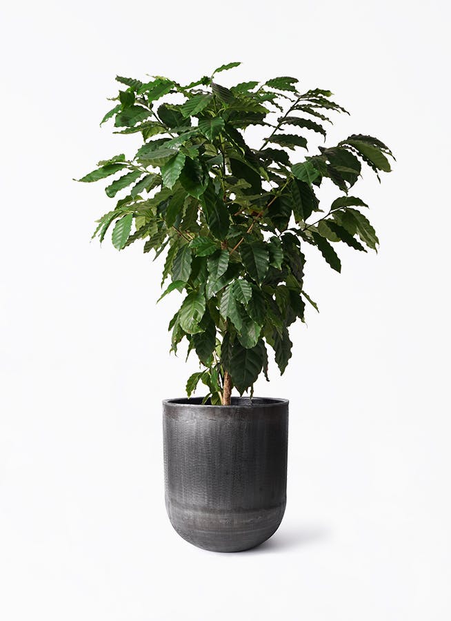 コーヒーの木 約1.7メートル 黒色鉢　10号　実付き コーヒーの木 10号 | 観葉植物 | 送料無料でお届け - Hitohana（ひとはな）